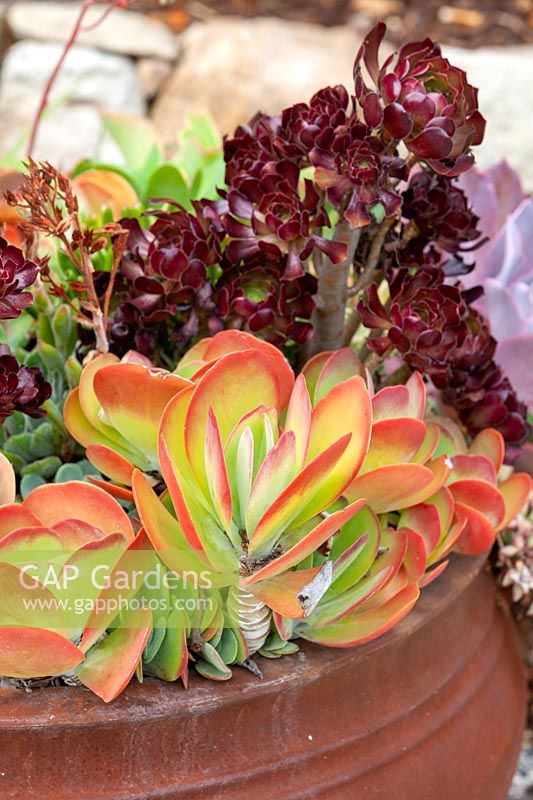 A squat terracotta pot with colourful mixed succulents.