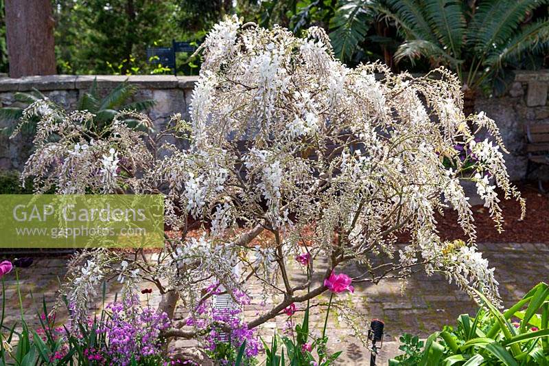 Wisteria sinensis var. alba - Chinese Wisteria - in flower