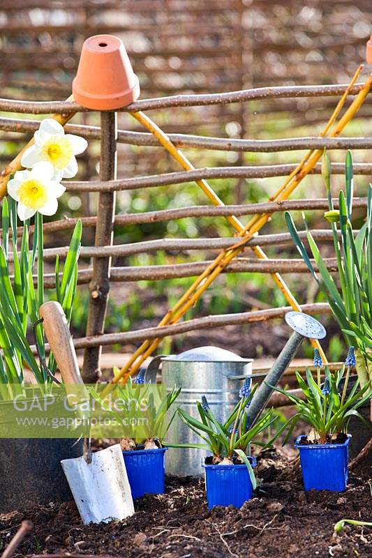 Potted Narcissus - Daffodil and Muscari - Grape Hyacinth -  in pots ready for planting in bed