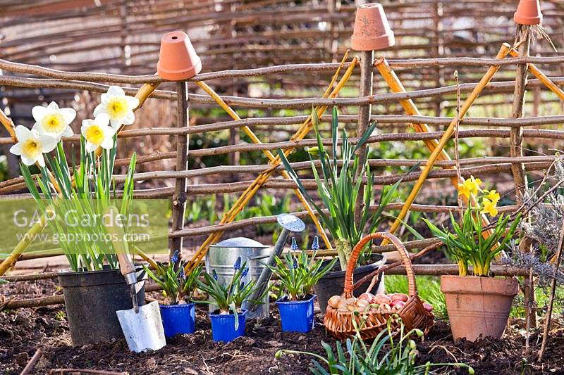 Potted Narcissus - Daffodil and Muscair - Grape Hyacinth - in pots ready for planting in bed