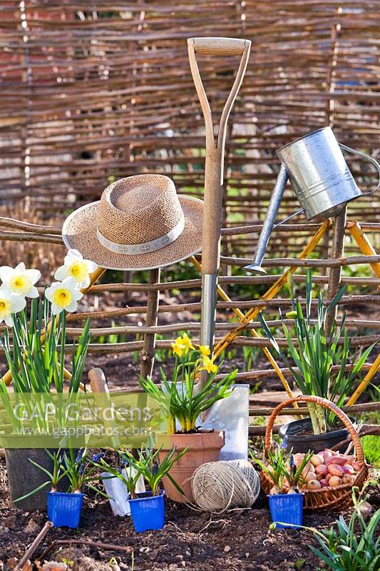 Potted Narcissus - Daffodil and Muscari - Grape Hyacinth, tools, hat and garden string near hurdles