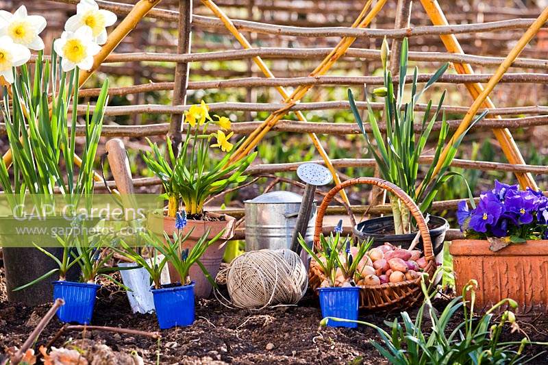 Potted Narcissus - Daffodil and Muscari - Grape Hyacinth - with tools in front of hurdles