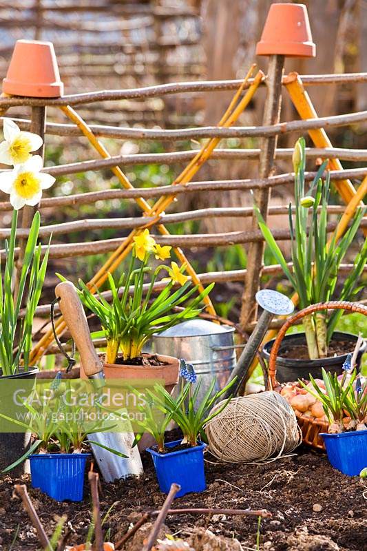 Potted Narcissus - Daffodil and Muscari - Grape Hyacinth -  pots with tools and string in front of hurdles 