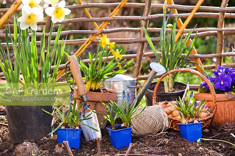 Potted Narcissus - Daffodil and Muscari - Grape Hyacinth - with Allium cepa - Onion - sets, ready for planting in bed with tools 