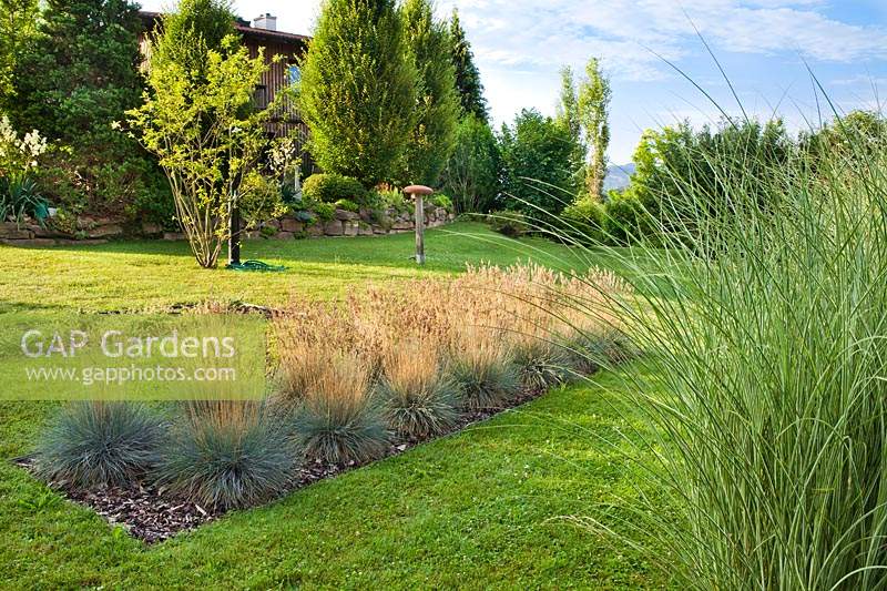 Festuca glauca in bed set in large lawn with trees beyond 