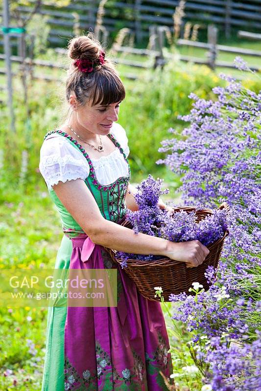 Woman wearing a dirndl whilst harvesting Lavendula - Lavender
