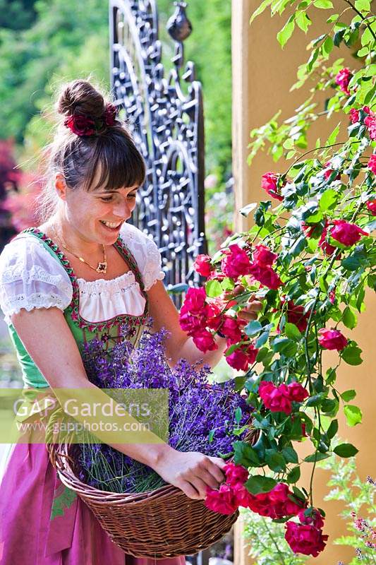 Woman wearing a dirndl whilst harvesting Rosa - Rose - petals and Lavendula - Lavender