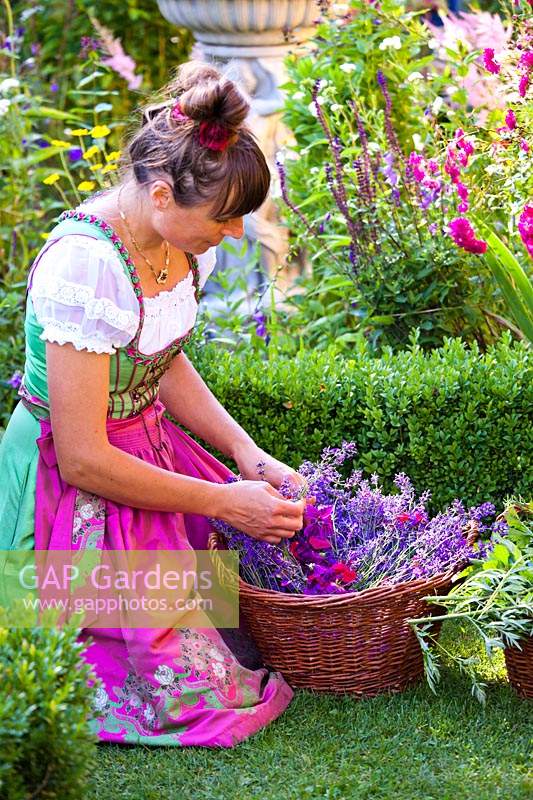 Woman wearing a dirndl, in a garden with basket of harvested herbs and flowers for homemade products such as cosmetics, drinks, medicine etc