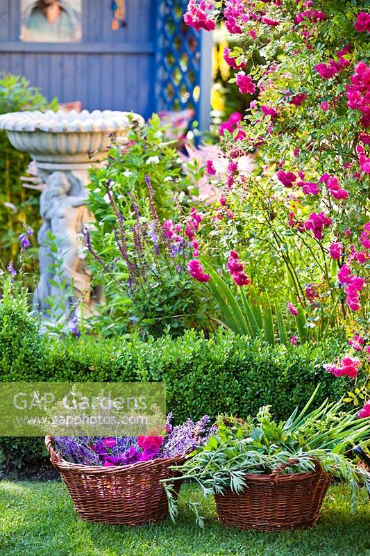 Harvested herbs and flowers for homemade products such as cosmetics, drinks, medicine etc. Baskets in front of flower beds in a garden.