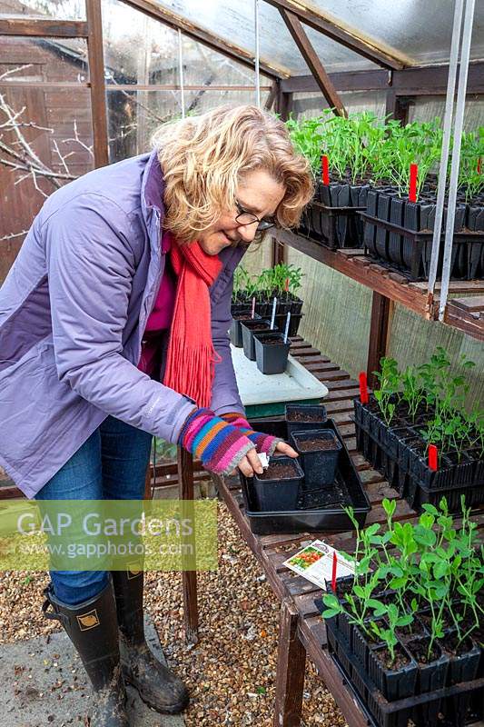 Sowing indoor tomatoes in plastic pots in the greenhouse