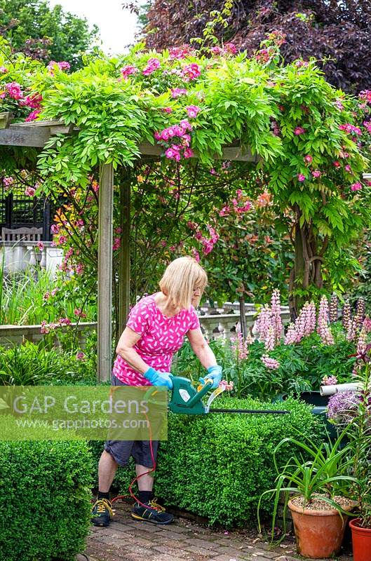 Trimming a low box hedge using an electric hedge trimmer