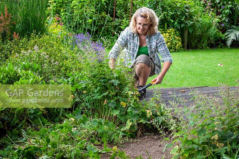 Chopping back Geranium phaeum - Dusky-flowered Cranesbill  - stems and leaves after it has finished flowering to encourage a second flush of new growth