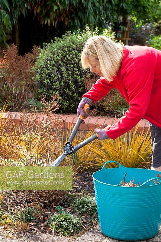 Deadheading euphorbias with shears after they have finished flowering. Wearing gloves to protect from toxic sap.