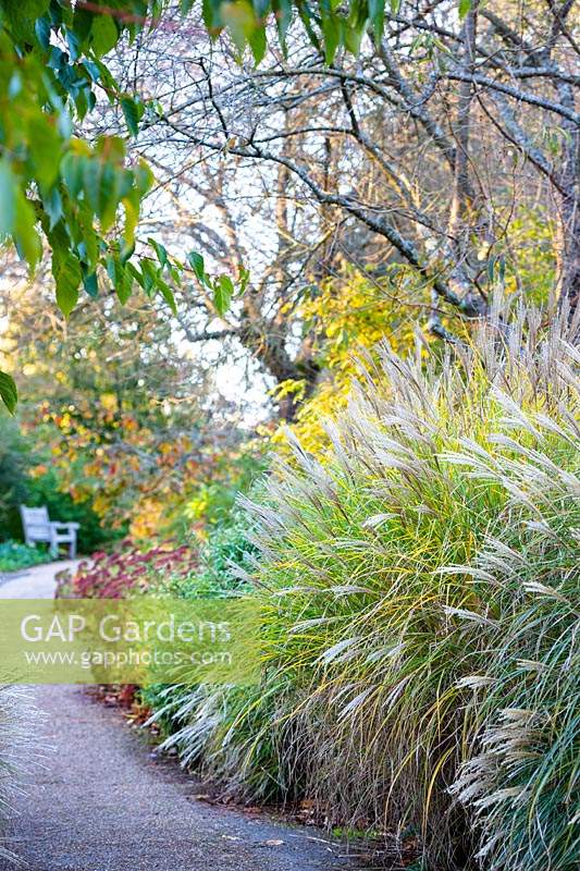 Winding path by beds of Miscanthus sinensis 'Gracillimus in November.