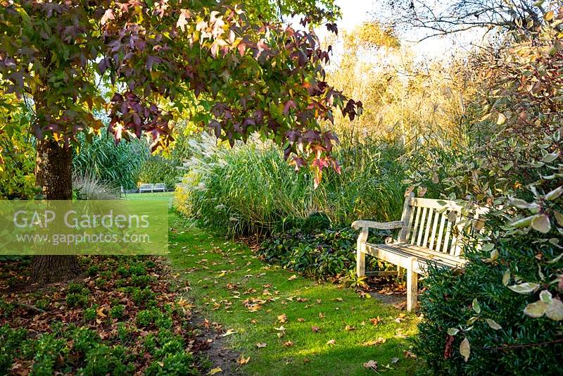 View across grass path to the bench by Liquidambar styraciflua 'Moonbeam', Cornus and Miscanthus. 