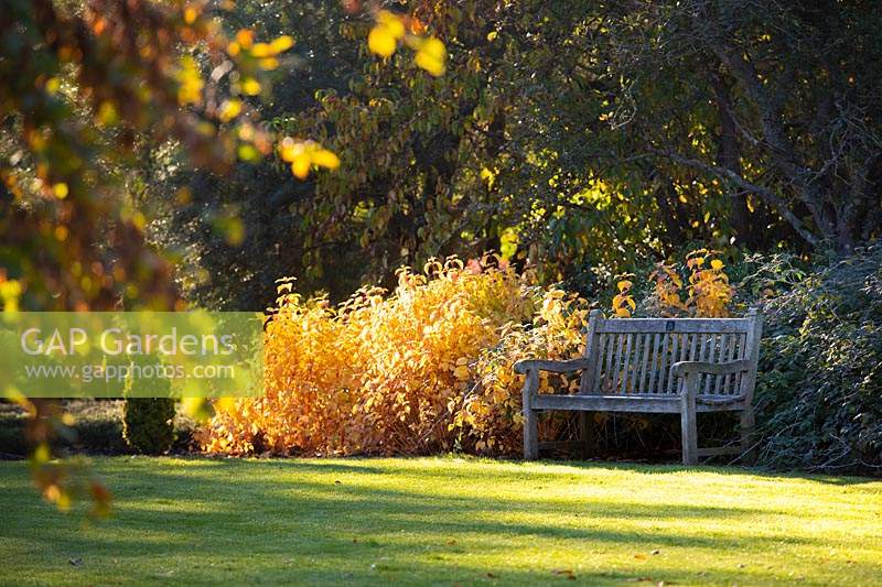 View across the lawn to the bench and the border with Cornus sanguinea 'Winter Beauty' - Dogwood. 