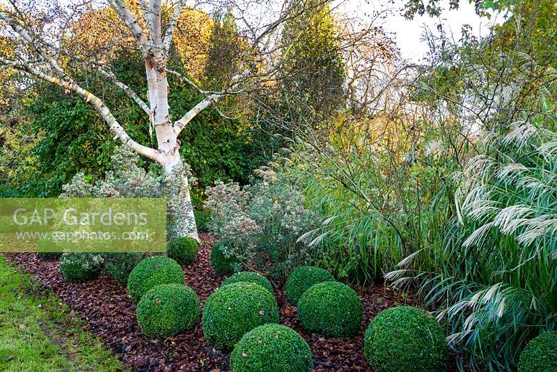 Betula ermanii 'Grayswood Hill' - Erman's birch underplanted with Buxus topiary balls and Miscanthus.