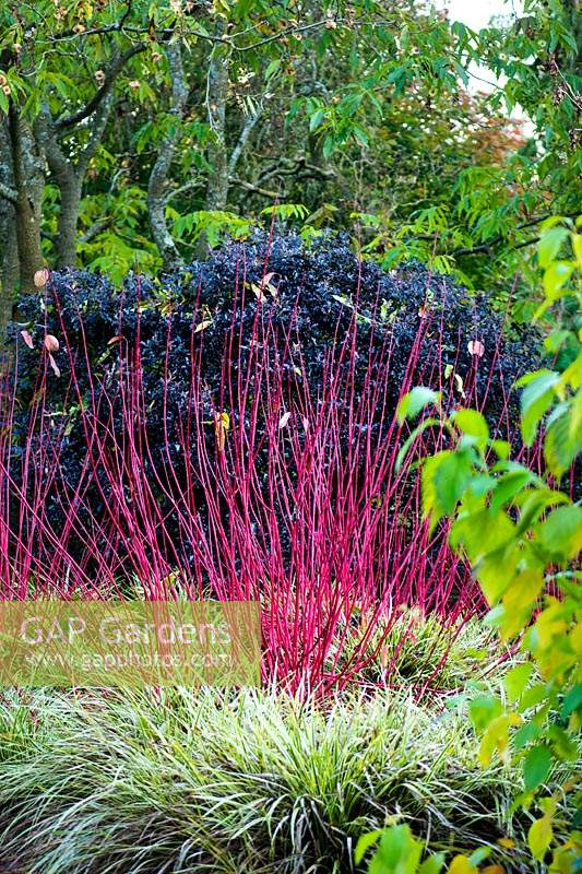 Border with Cornus alba 'Sibirica', Carex morrowii 'Fisher's Form', Cornus sericea 'Flaviramea' - golden-twig dogwood and Pittosporum tenuifolium 'Tom Thumb'.
