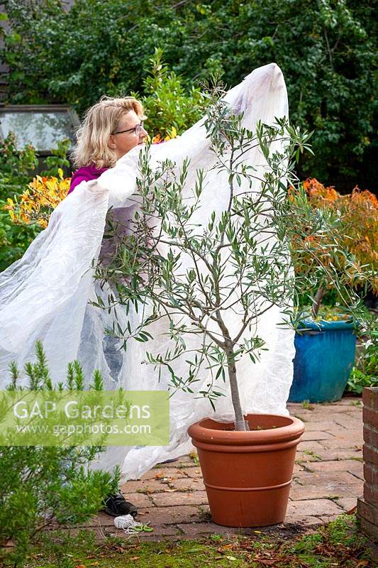 Covering a tender pot grown olive tree - Olea europaea - with horticulural fleece for winter protection