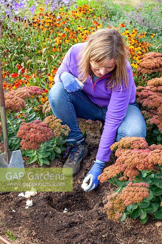 Planting allium cristophii bulbs in a border in early autumn