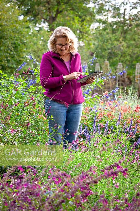 Taking notes in a border of salvias on an ipad