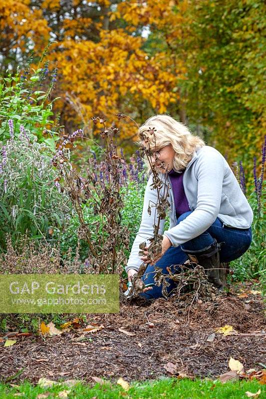 Cutting down blackened, frosted dahlias in autumn before mulching for winter protection when leaving tubers in the ground over winter