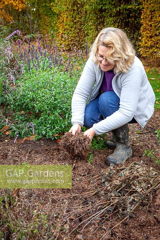 Mulching dahlias with strulch after cutting back frosted and blackened foliage when leaving them in the ground over winter