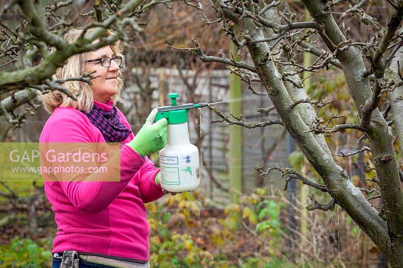 Spraying an apple tree with winter wash to reduce pests and diseases.