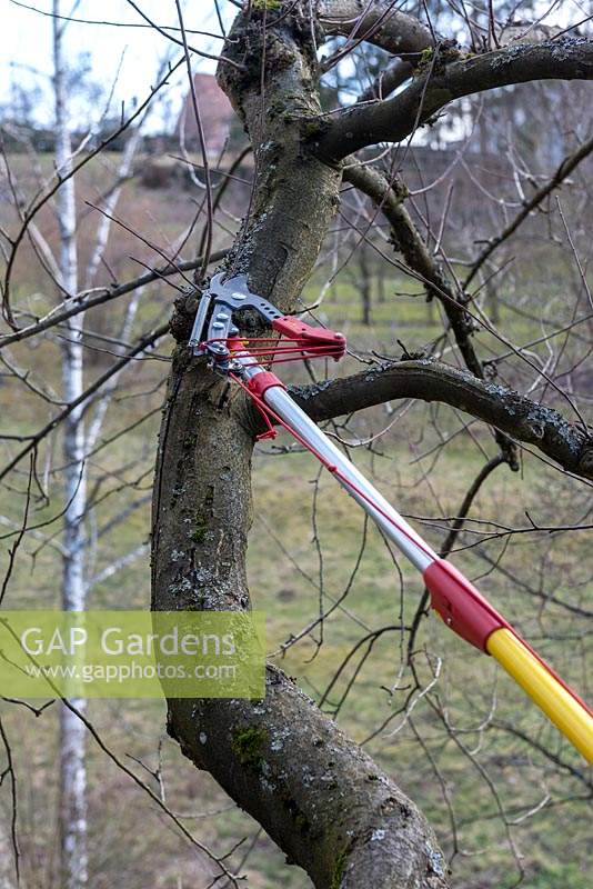 Pruning a Malus - Apple - tree using a long-handled tree pruner