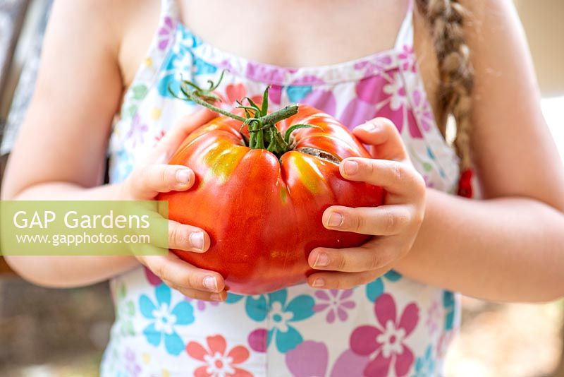 Very big Beefsteak or Beef Heart Tomato in the hands of a little girl