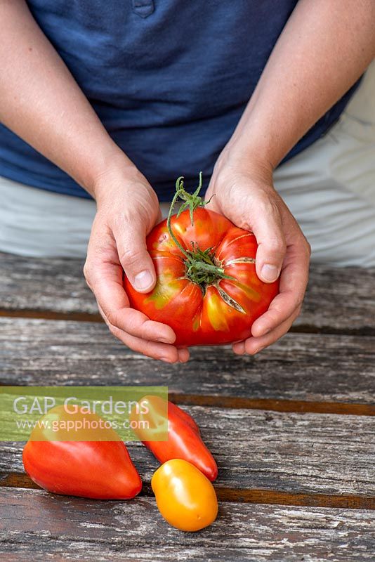 Woman holding Beefsteak Tomato 'Heart of beef' in hand with other tomato types on table