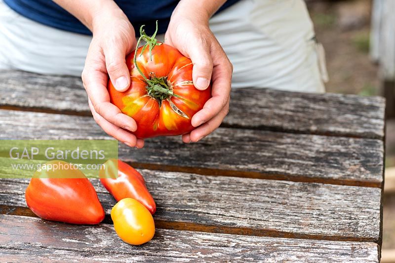 Woman holding Tomato 'Heart of Beef' in hands with other tomato types on table