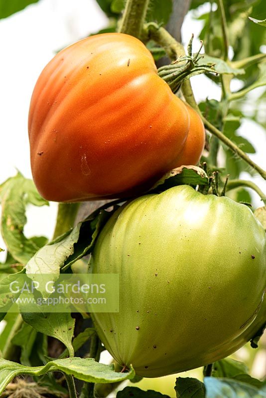 Solanum lycopersicum 'Heart of Beef' - Beefsteak Tomato - growing on plant 