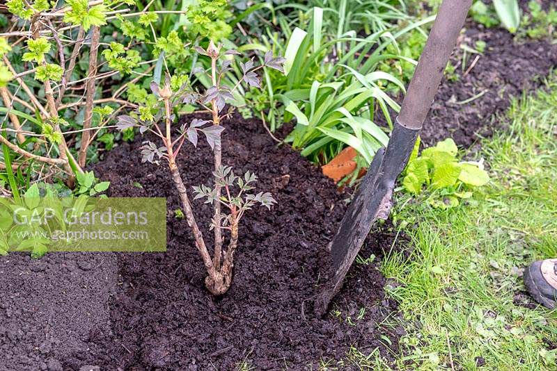 Planting a Paeonia - Peony - in a mixed border 