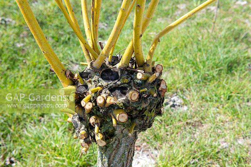 Salix - Willow - pollard with regrowth after severe pruning