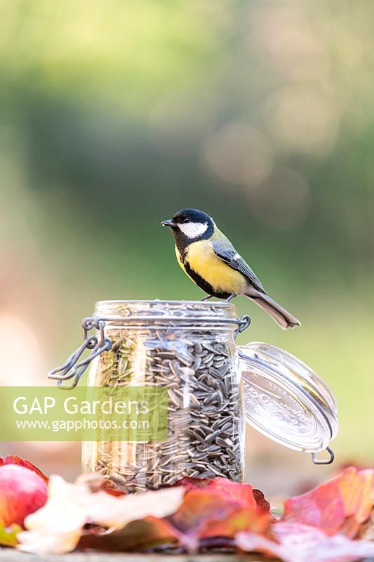 Parus major - Great Tit - resting on a jar filled with sunflower seeds