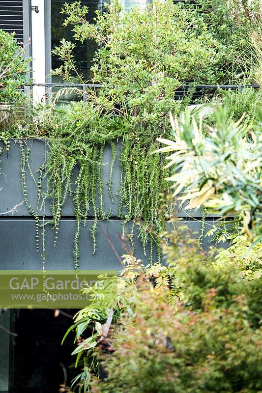 Salvia rosmarinus Prostratus Group - Prostrate Rosemary - and Pittosporum heterophyllum screen a balcony