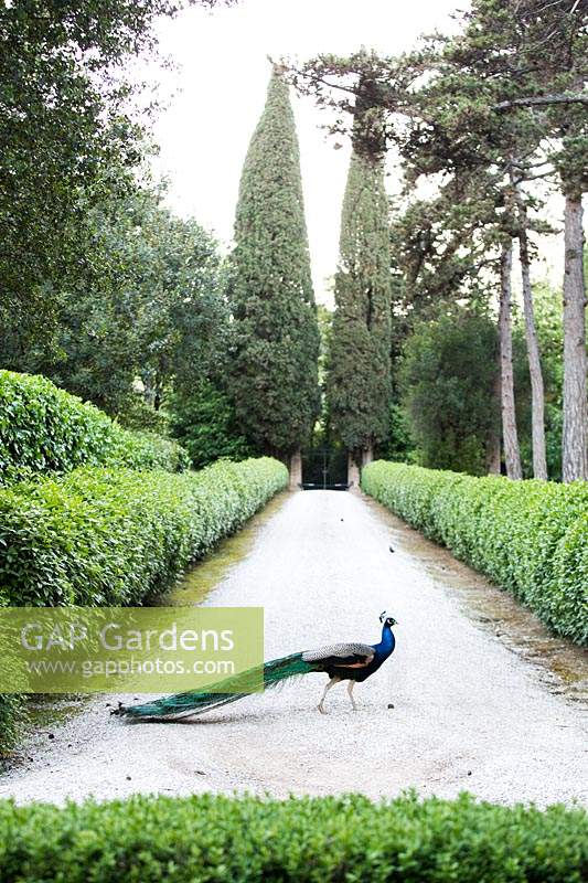 A Peacock walks across path between hedging in a formal garden 