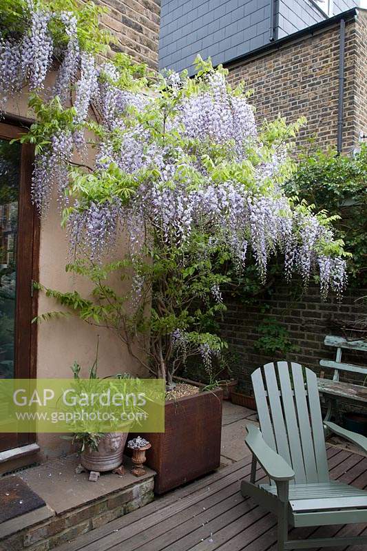 Wisteria sinensis grown in corten steel container growing above back door, painted Adirondack chair on decking