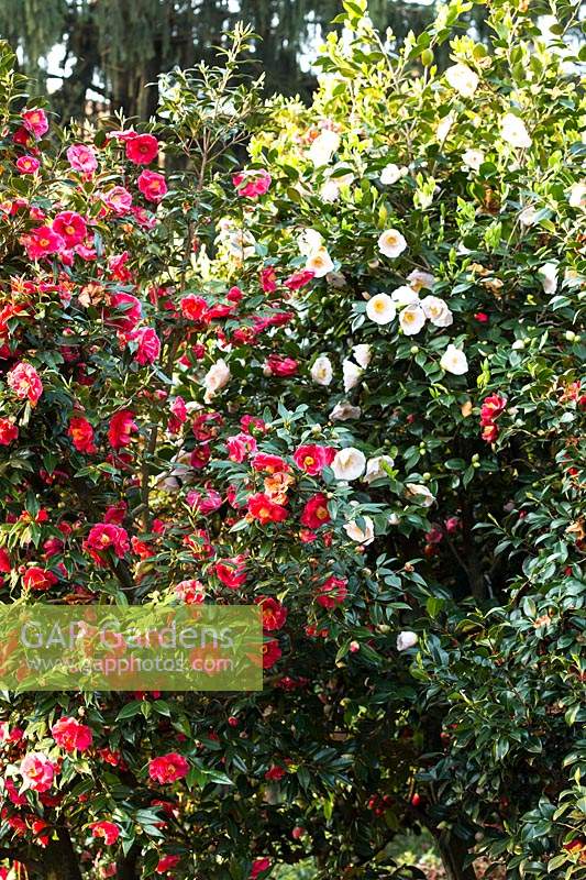 Camellia japonica 'Giulio Nuccio' and Camellia japonica 'Mrs D. W. Davis' 