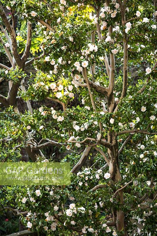 Camellia japonica 'Hagoromo', mature specimen with interesting trunk 