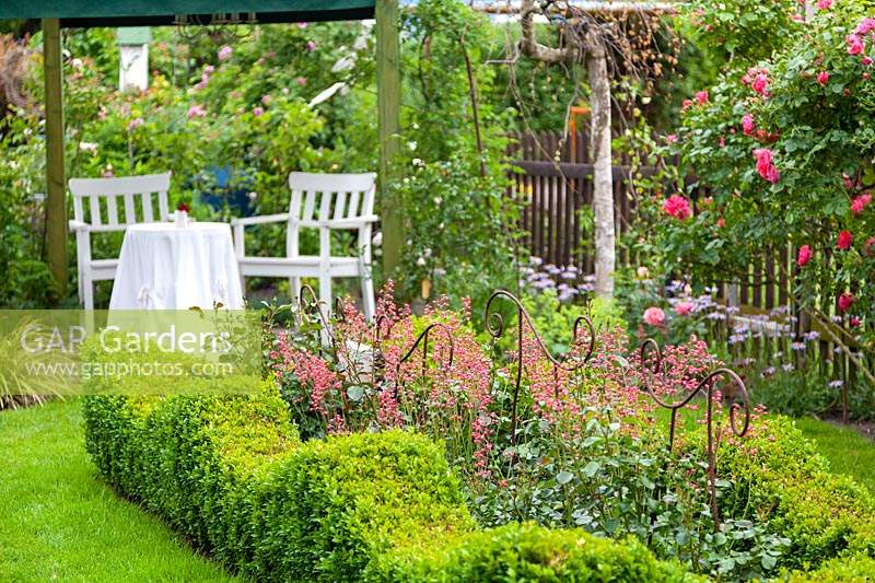 View of seating area and box edged bed filled with Heuchera. Rosa 'Rosarium Uetersen' framing a lattice fence