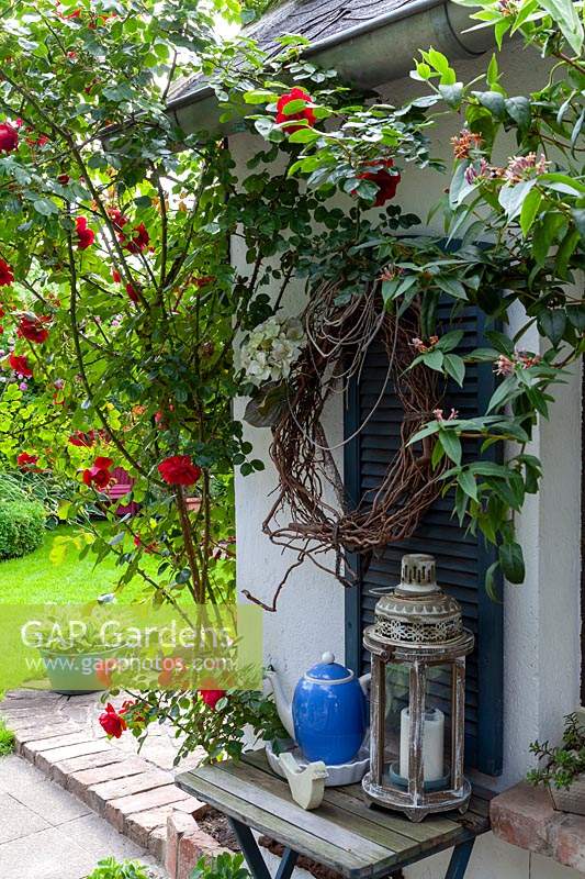 Still life with wind light, coffee pot and shutter, on the left Rosa 'Illusion' - Climbing Rose