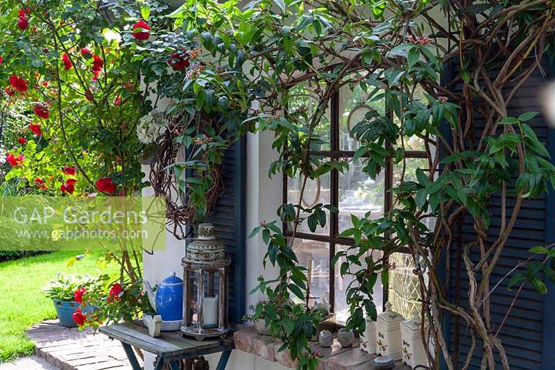 Bed near house wall with climbers Rosa 'Illusion' - Rose - and Lonicera caprifolium - Honeysuckle - growing around a window. Collection of decorative object on and near window ledge 