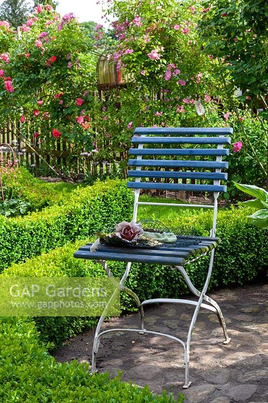 Blue chair with cut flowers of Rosa 'Rosarium Uetersen' and Rosa 'Plaisanterie', view of Buxus - Box - low hedging and Rose - Climbing Rose - over fence