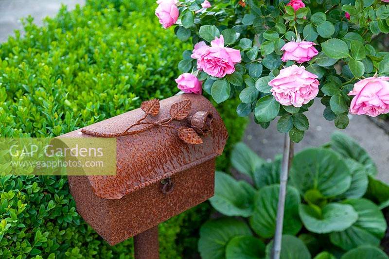 Still life consisting of rusty letterbox with rusty rose next to Rosa - Rose - grown as a standard