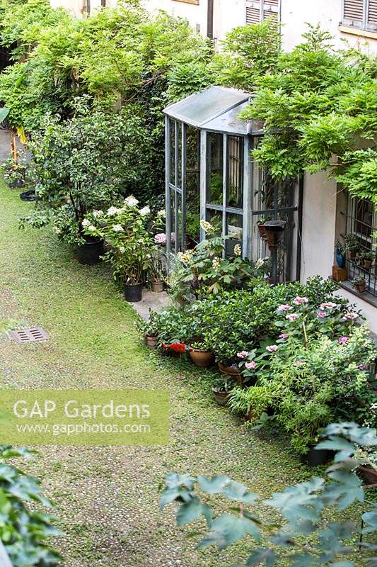 Looking down on planting around house wall and entrance porch, a horizontally trained Wisteria and a row of potted shrubs
