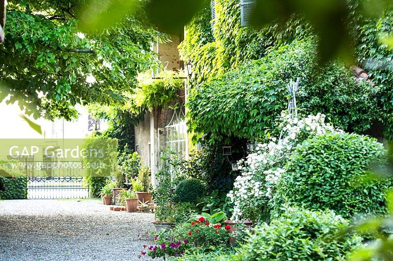 View of the facade of the house covered with ampelopsis veitchii tricuspidata, rose 'trier' on the right