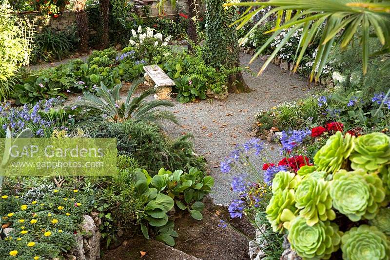 Aeonium, Agapanthus and Bergenia either side of steps, with view down to gravel area with mixed beds of Cycas, Hydrangea and Bergenia by stone bench under a tree