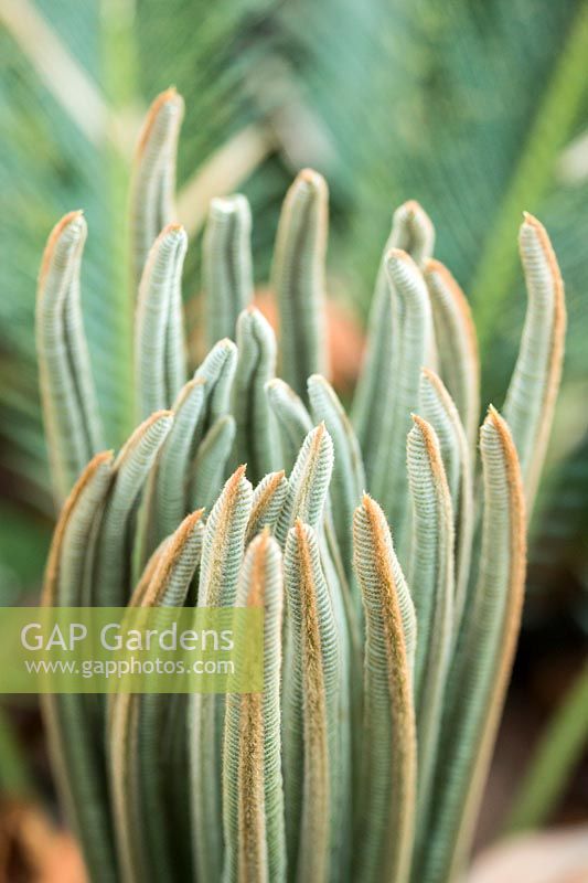 Cycas, young growing tips 